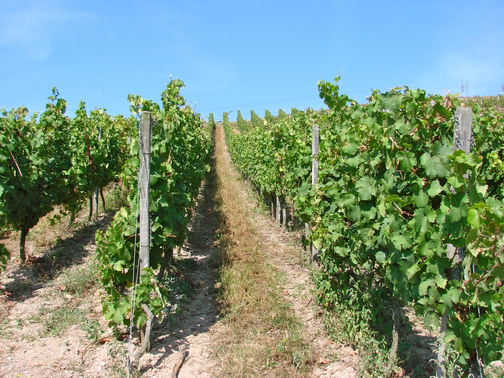 Les vins du pays Marennes-Oléron