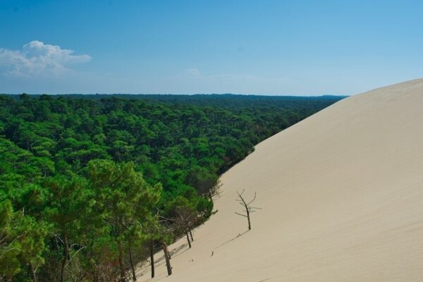 Randonnée dans la forêt de Saint-Trojan : itinéraire secret entre pinède et dunes océaniques