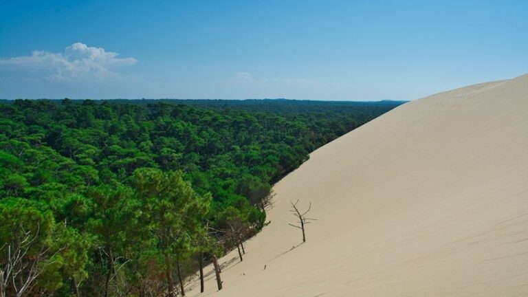 Grande dune de sable bordant une dense forêt de pins sous un ciel bleu