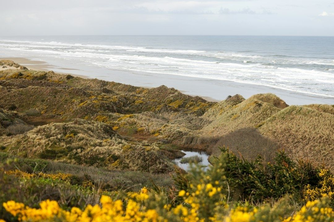 Dunes côtières fleuries surplombant une plage et l