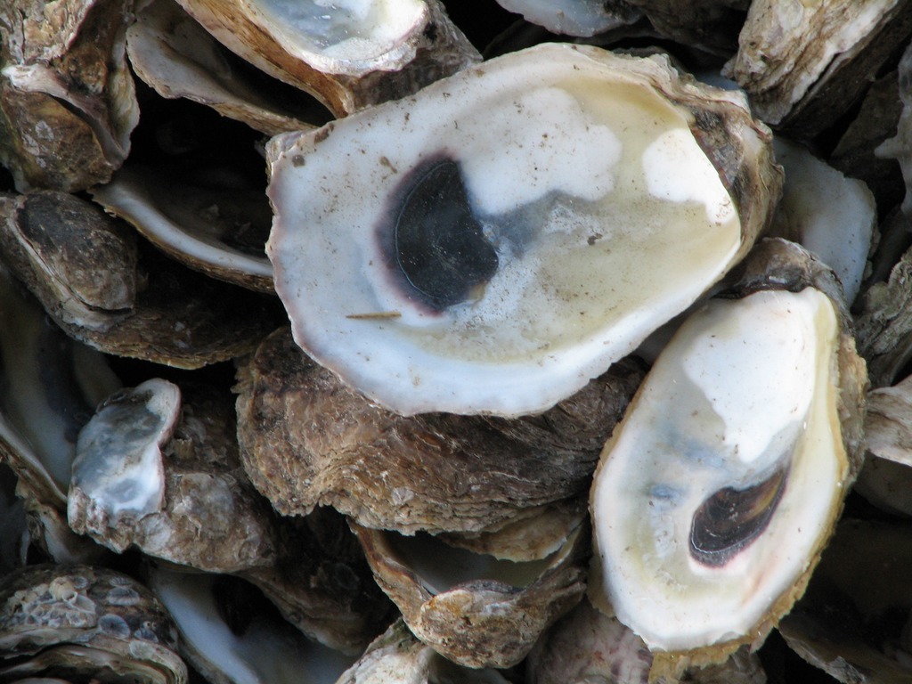 Les huîtres du pays des Marennes-Oléron